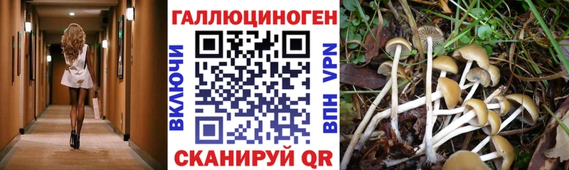 Галлюциногенные грибы MAGIC MUSHROOMS где можно купить наркотик Чухлома